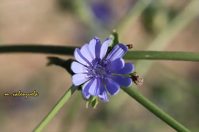 023, florecilla  azul, marca