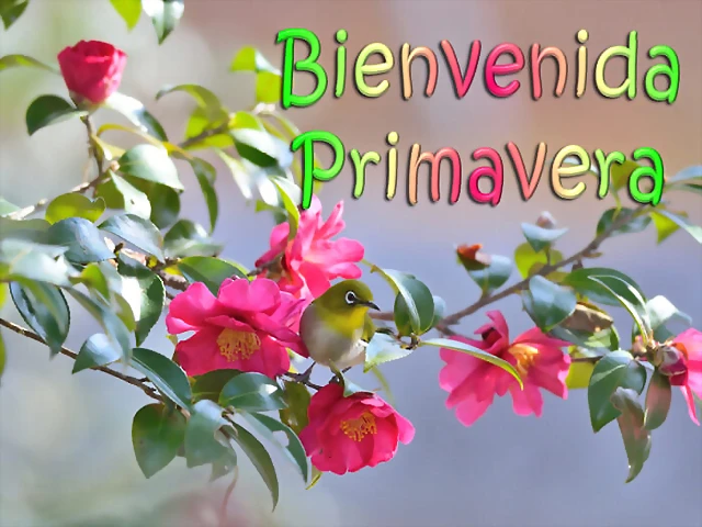 primavera