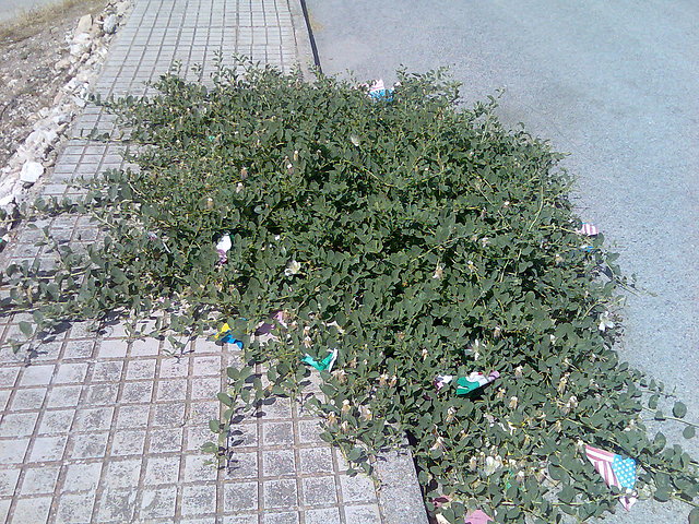 alcaparronera alcaparronera