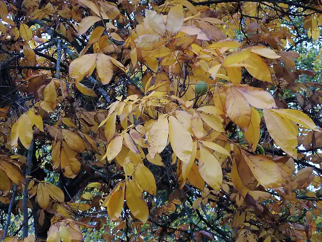 Carya laciniosa