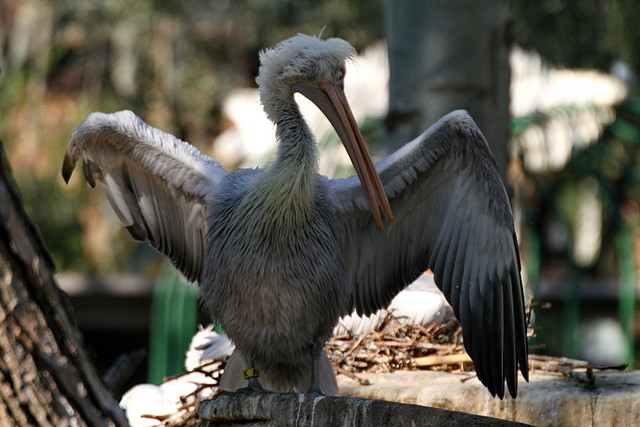 Zoo de Barcelona 09-02-11 169