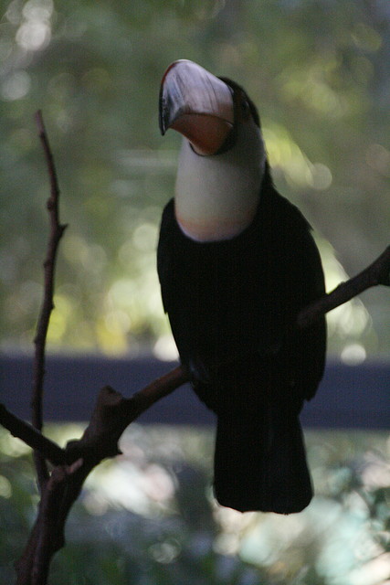 Zoo de Barcelona 09-02-11 654