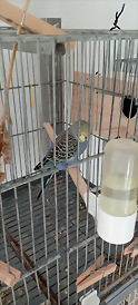 IMG_20250405_085451