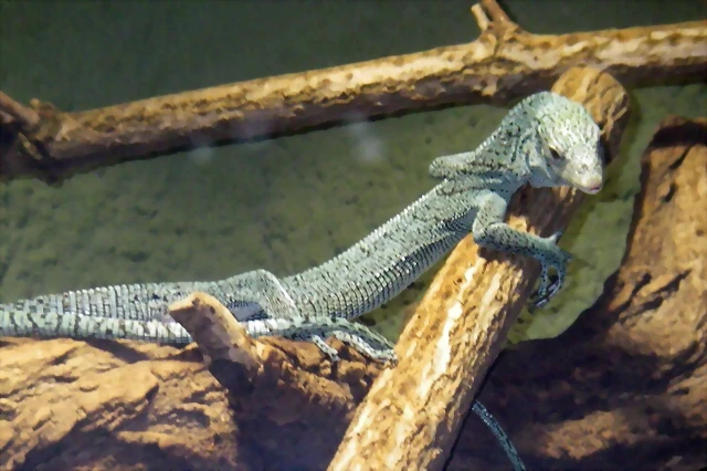 Varanus kordensis 1 (16-6-13 Terarium Praha, Dubeč) Varanus kordensis 1 (16-6-13 Terarium Praha, Dubeč)