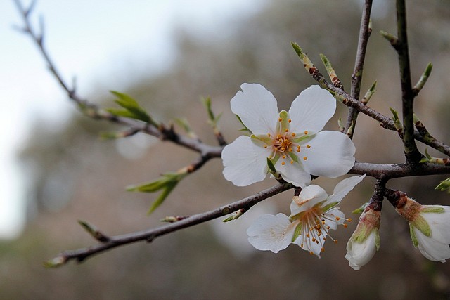 110-AFVA - el almendro... - Chicote