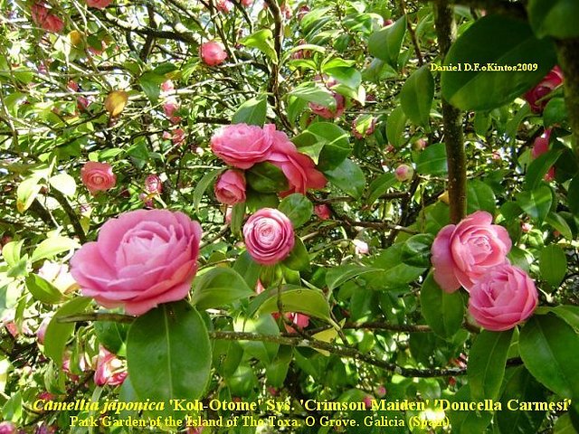 Camellia japonica 'Koh- Otome'