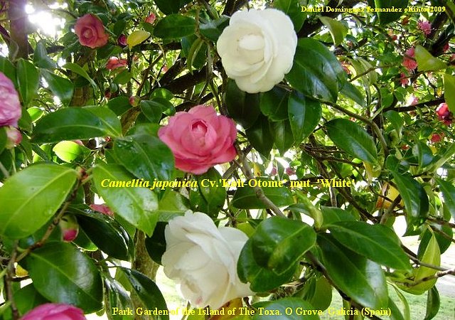 Camellia japonica 'Koh Otome' Mut.: 'White'