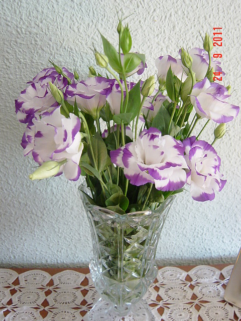 DSC04409 DSC04409