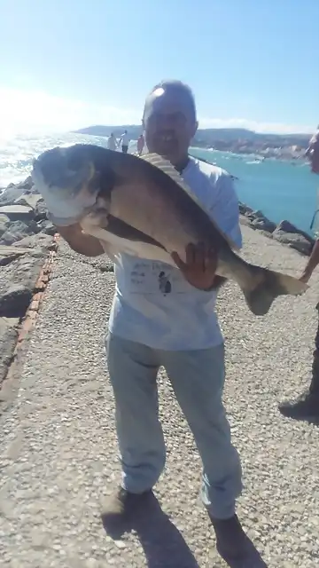 dorada7kg