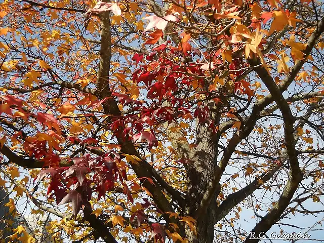 Liquidambar styraciflua