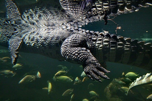 Zoo de Barcelona 03-04-11 148 Zoo de Barcelona 03-04-11 148