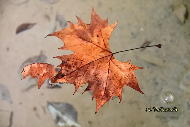 03, hojas en el agua, marca