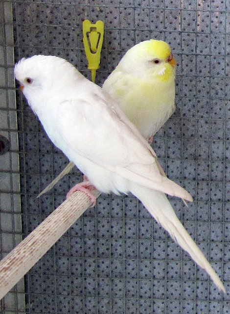 pareja albinos