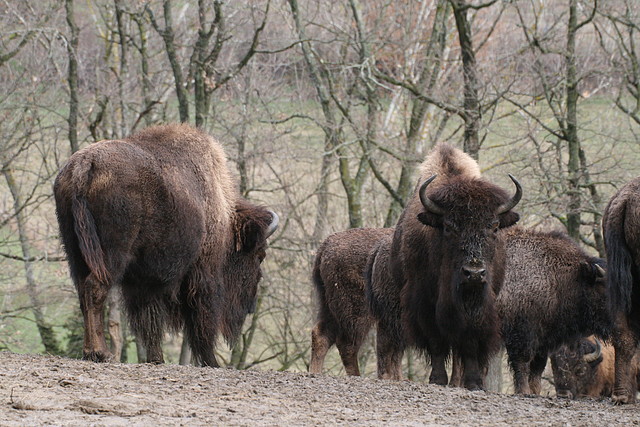 Zoo Lyon + Safari Peaugres febrer 2011 943 Zoo Lyon + Safari Peaugres febrer 2011 943