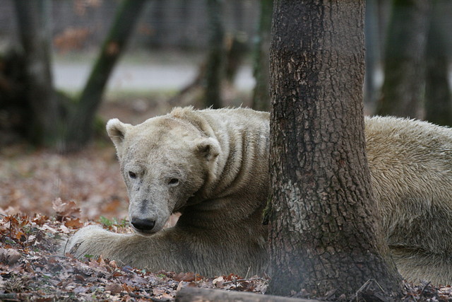 Zoo Lyon + Safari Peaugres febrer 2011 962 Zoo Lyon + Safari Peaugres febrer 2011 962