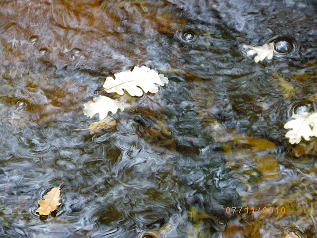 NOV_2010 077 NOV_2010 077