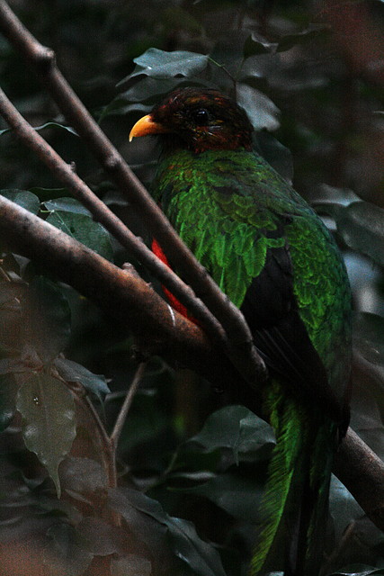 Zoo de Barcelona 27-11-2010 156 Zoo de Barcelona 27-11-2010 156