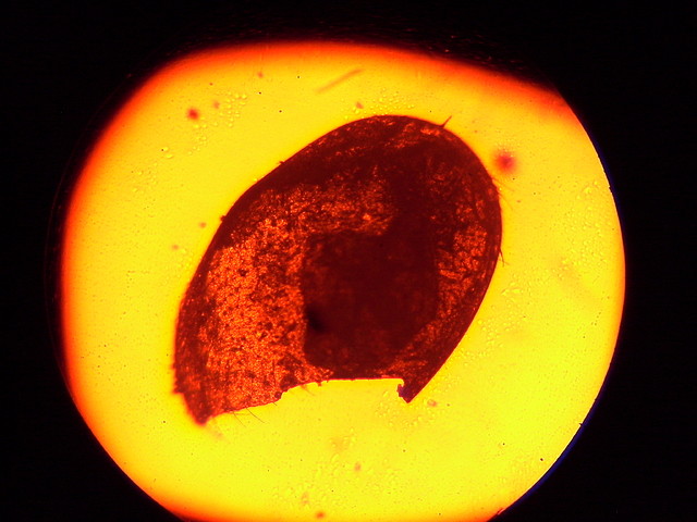 Varroa 003