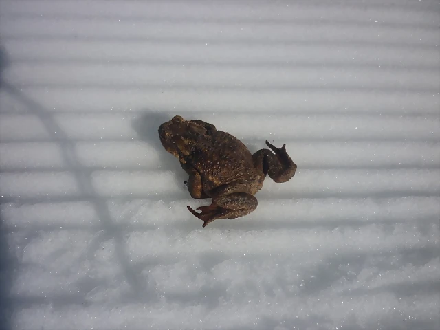 sapo sapo