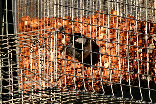 Zoo de Barcelona 09-02-11 157 Zoo de Barcelona 09-02-11 157