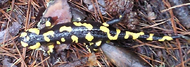 Salamandra