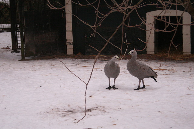 Amsterdam 29-12-2010 1461