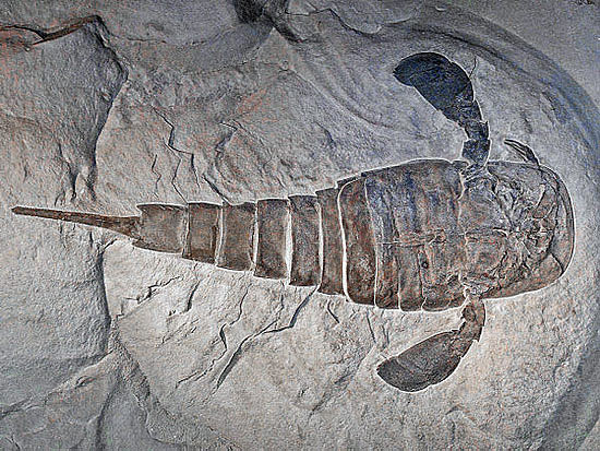 Eurypterus_remipes Eurypterus_remipes