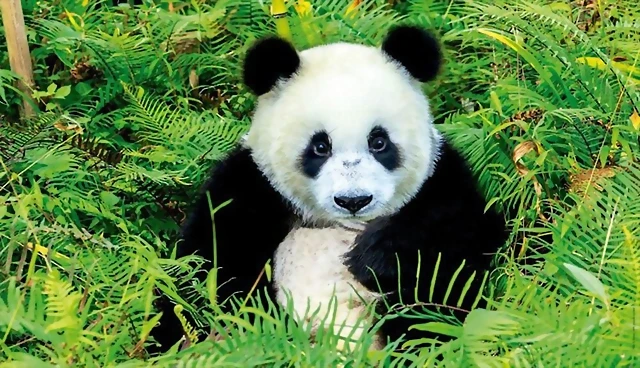 el-oso-panda-alcanza-los-1-800-ejemplares-en-china