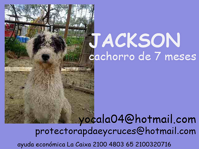 JACKSON Sevilla