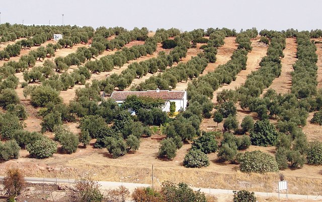 cortijo Zamora