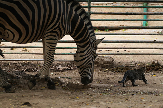 Zoo de Barcelona 07-11-10 297 Zoo de Barcelona 07-11-10 297