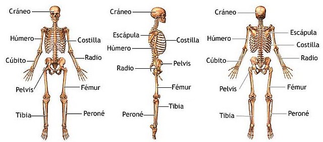 Esqueleto Humano completo