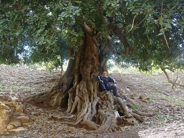 002, algarrobo