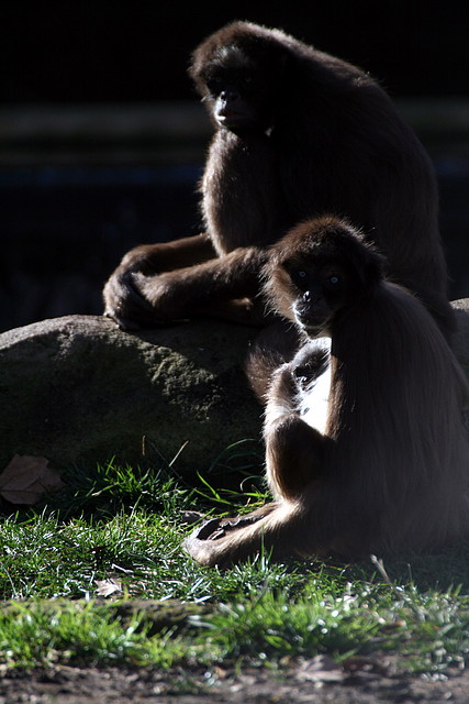 Zoo de Barcelona 08-01-2011 923 Zoo de Barcelona 08-01-2011 923