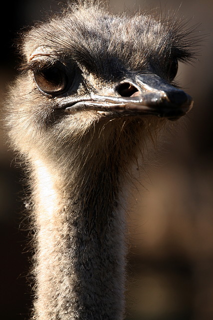 Zoo de Barcelona 08-01-2011 835 Zoo de Barcelona 08-01-2011 835