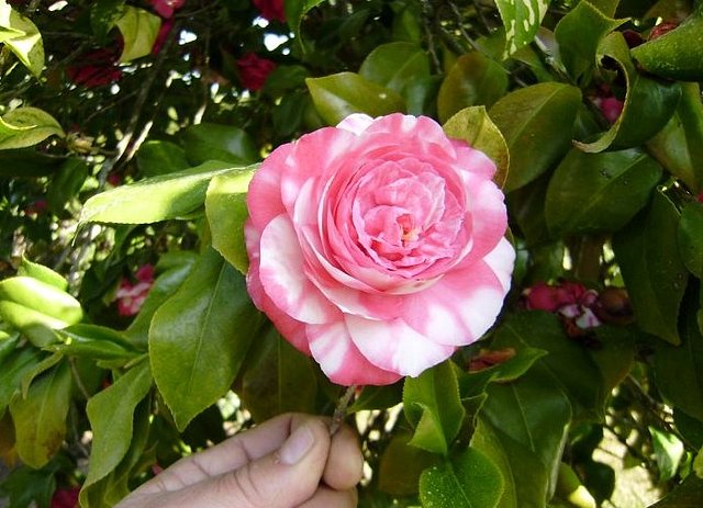 Camellia japonica 'Manchada'