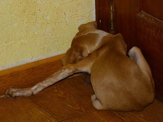 dado8 dado8