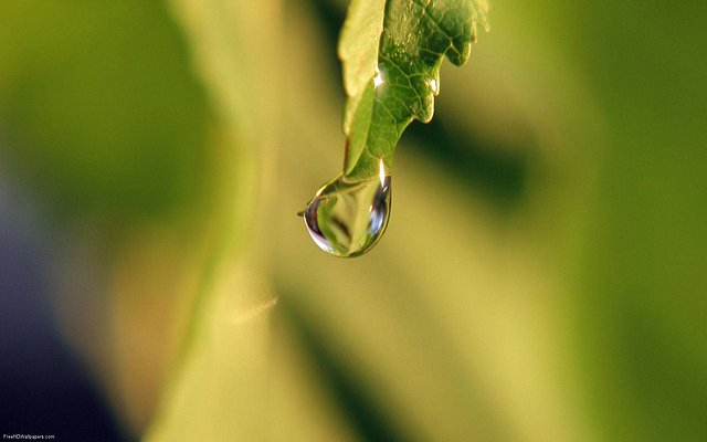 Drop-of-Water-on-Leaf-1