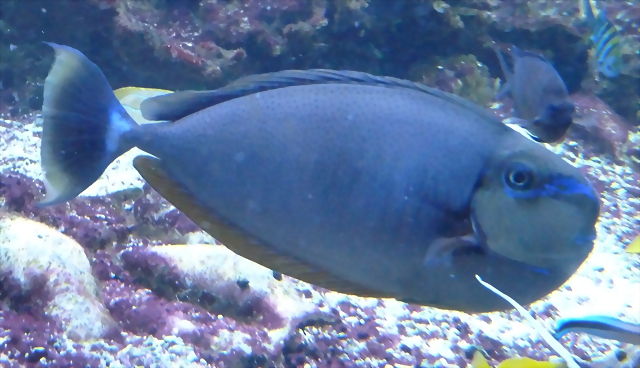 Naso vlamingii (4-8-17 Zoo Duisburg) Naso vlamingii (4-8-17 Zoo Duisburg)