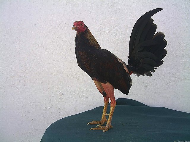 GALLINO GALLINO