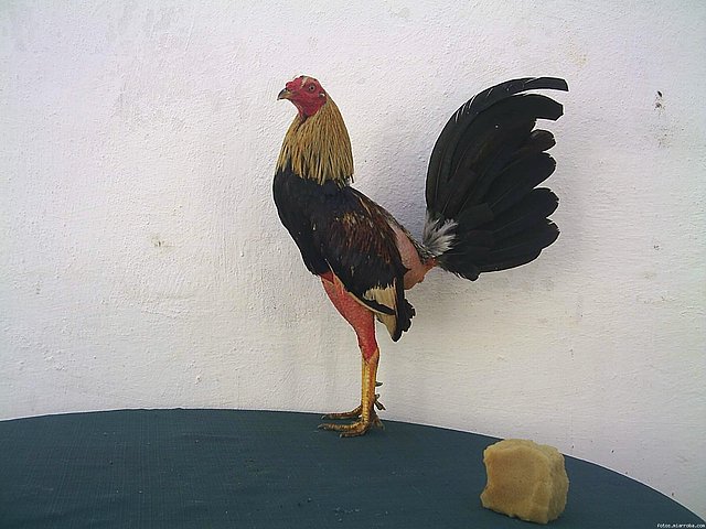 GALLO GIRO GALLO GIRO