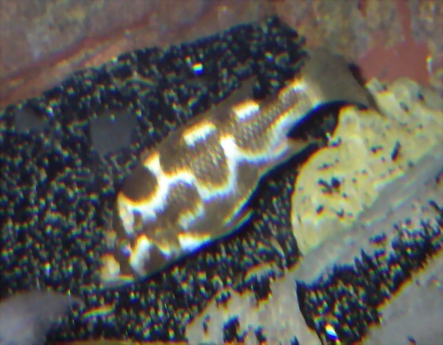 Nimbochromis livingstonii hembra (8-7-12 Acuario Zaragoza)
