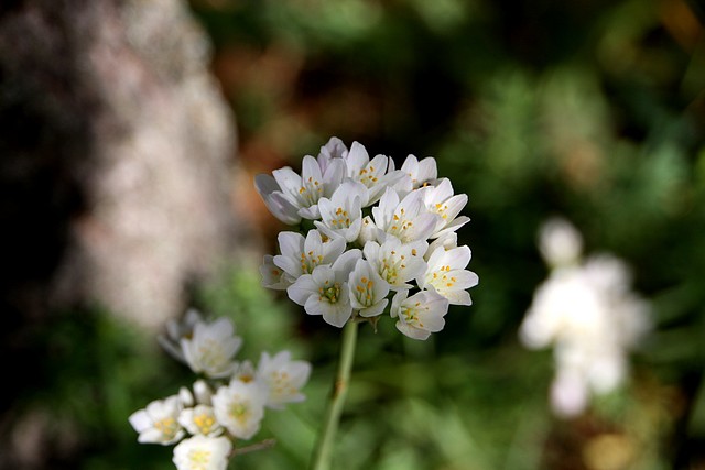 025, flor del ajoporro