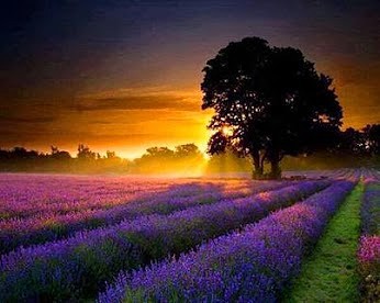 Lavender Sunset, France.