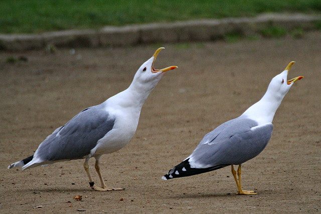 Zoo de Barcelona 15-02-11 289 Zoo de Barcelona 15-02-11 289