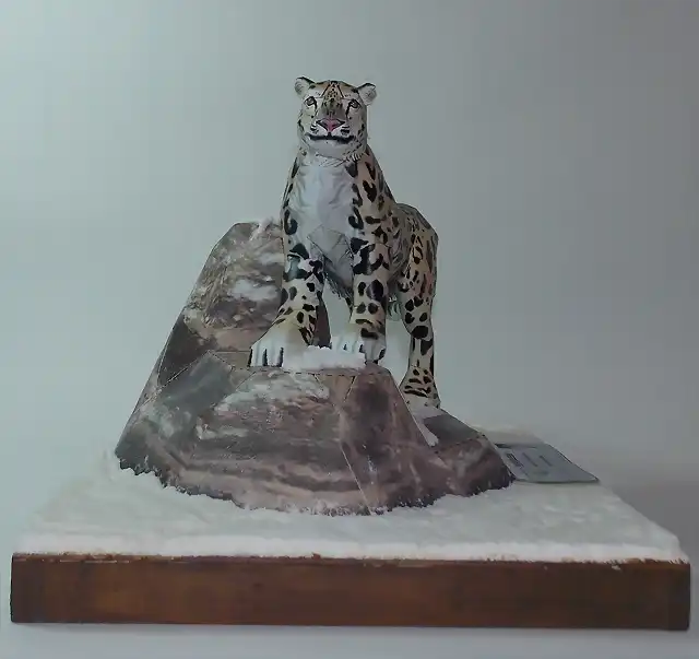 Leopardo de las nieves (6)