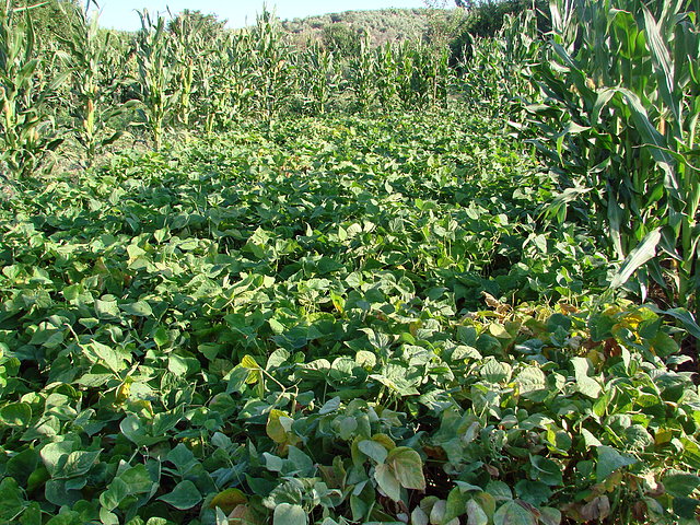 tabla de habichuelas