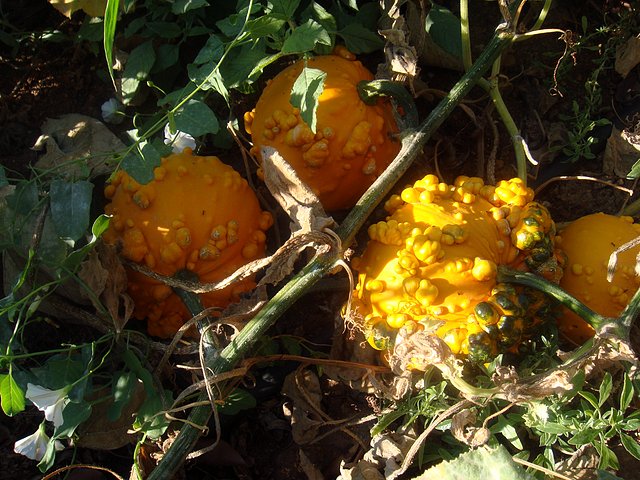 calabazas de adorno