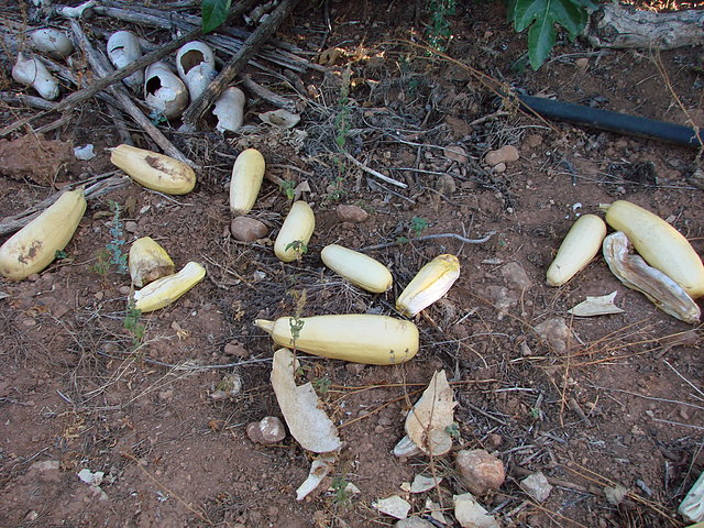 cementerio de calabacines