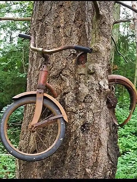 bici arbol